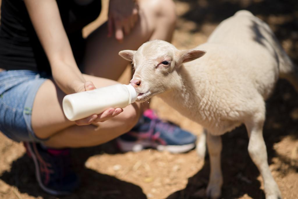 Vakantieboerderij Sa Marina Alquería Blanca